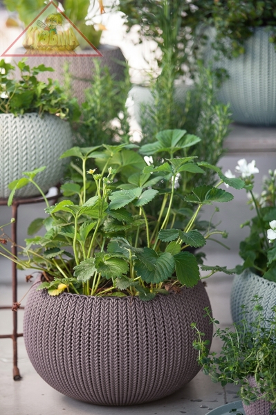 Кашпо Keter COZY Planter M with hanging chain 9,7L (17202379) 231129